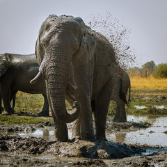 Fototapeta premium Elefant