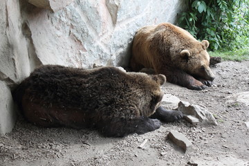 Orsi in libert&agrave;