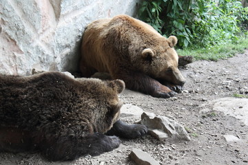 Orsi in libert&agrave;
