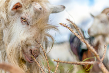 The domestic male goat called buck or billy on the green agricultural field in european rural...