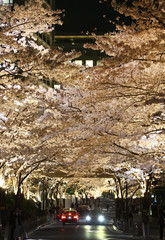 東京の夜桜