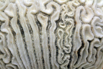 old coral fossil texture