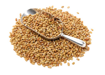 White adzuki bean isolated on white background