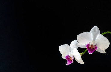 White orchid flower with black background