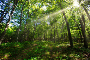 sun ray in green forest