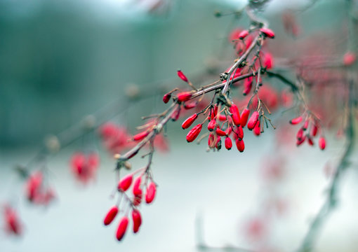 A brunch of barberries closeup with blurred background