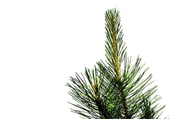 Beautiful long green needles on a vertical branch of Austrian pine or black pine on white background. Original texture of natural greenery. Place for your text.