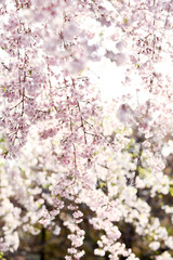 逆光のヤエベニシダレ