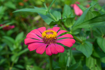 flower in the garden