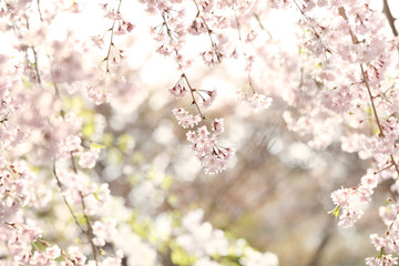 逆光のヤエベニシダレ