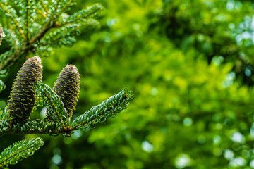 Abies koreana Silberlocke spruce branch with twisted silver needles and beautiful young blue cone on blurry background of evergreen garden. Selective focus. Nature concept for design.