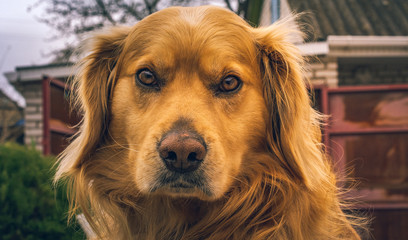 Obraz premium Dog