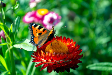 A butterfly sitting on the chrysanthemum flower © Yuliya