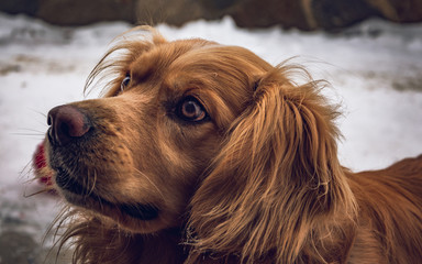 Dog