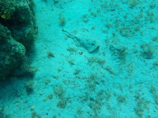 Camouflaged skate hiding near ocean floor