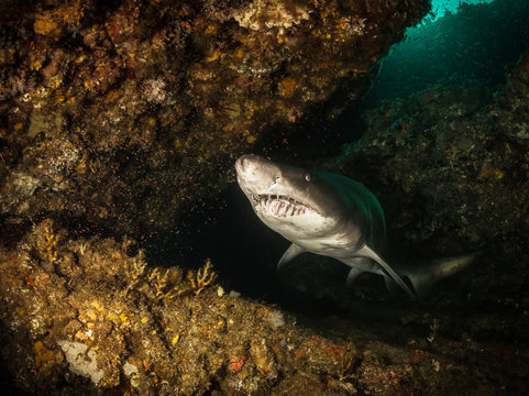 Big dangerous smiley Shark posing and swim in the dark water.