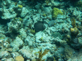 Naklejka na ściany i meble Two blue fish swimming as a couple among yellow and other corals