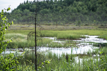 Obraz premium in focus and sharpness, a small tree withered against the background of a blurred marsh