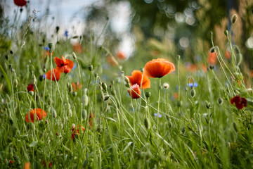multiple poppy blossoms in green grassland