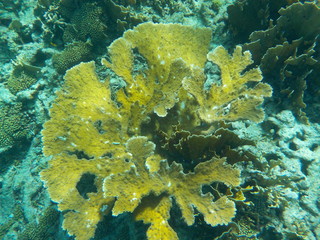 Yellow coral shaped like flower petals