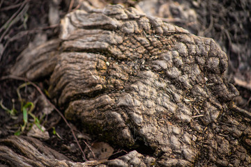 Fototapeta premium wood texture. tree in the cut. grass and tree stump. old tree. background with wood and grass. spring background.