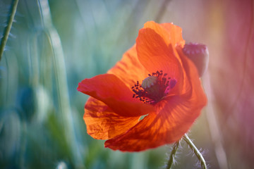 poppy blossoms in green grassland