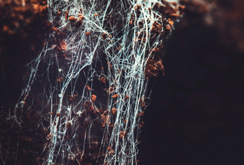 Fungus on old coffee ground for the background.