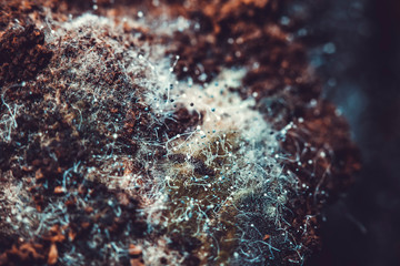 Fungus on old coffee ground for the background.