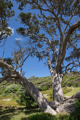 Fototapeta na wymiar Tree at Tāwharanui Regional Park. Anchor Bay. Omaha bay. New Zealand