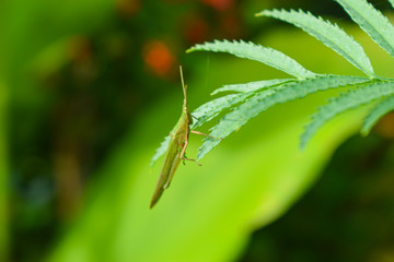 grasshopper on a leaf