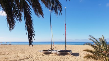 tropical beach with palm trees