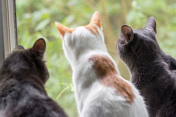 Cats look out the window covered with a mosquito net
