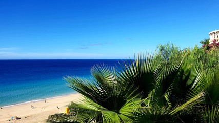 palm tree on the beach