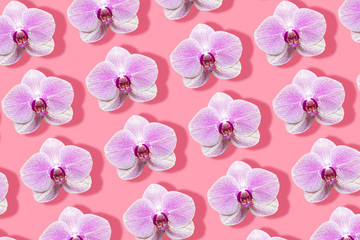 Fototapeta na wymiar white and magenta orchids with prominent shadow pattern on a pink background