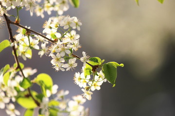 Ramo di ciliegio fiorito