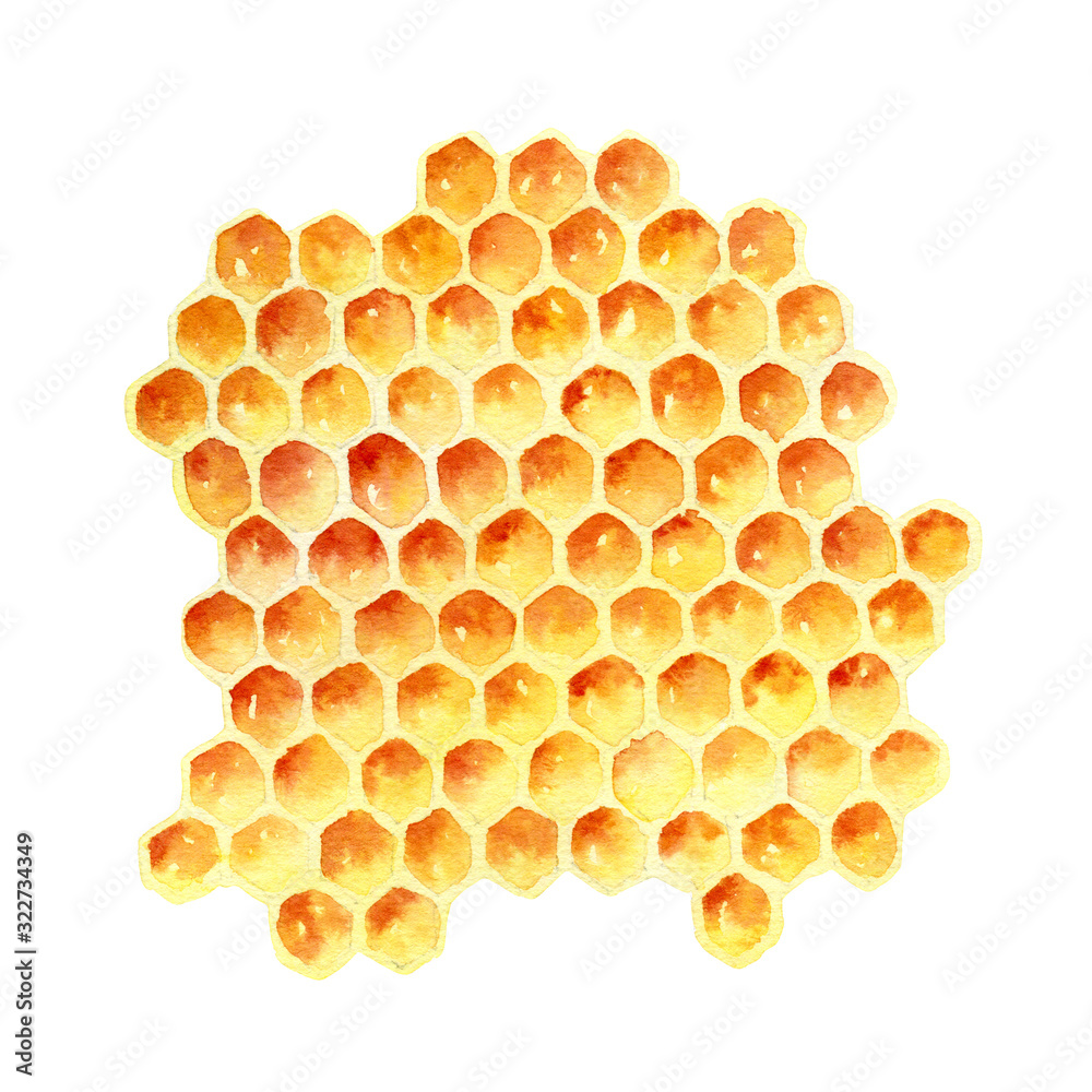 Wall mural Watercolor honeycomb isolated on white background