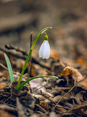Snowdrop