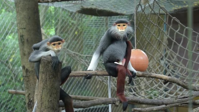 Lemurs five colors or Red-shanked douc in a cage. Scientific name Pygathrix nemaeus.