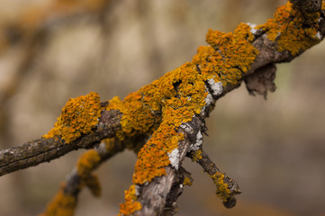 Close-up of orange lichen, on a tree branch.