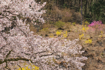 桜咲く春の山