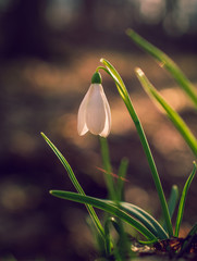 Snowdrop