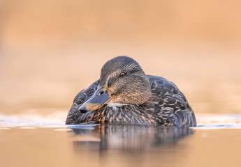 Schwimmende Ente im Sonnenschein