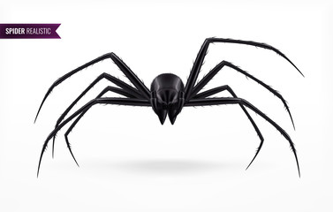 Black Realistic Spider 