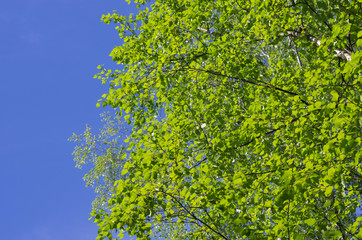 Summer Green Leaves