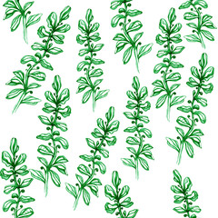 Seamless herbal pattern. Pencil drawing manual graphics. Stilish vintage illustration. Design.
