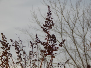 dry grass on a background of sergo sky and bare tree branches in the pink light of spring sunset