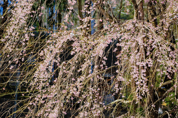 しだれ桜