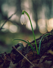Snowdrop
