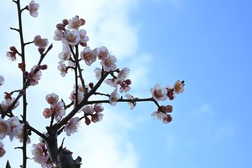 flowers in spring