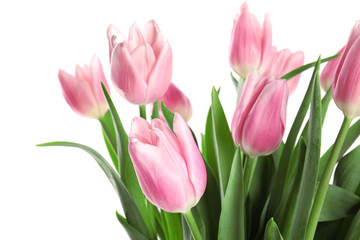 Obraz na płótnie Canvas Beautiful pink spring tulips on white background, closeup